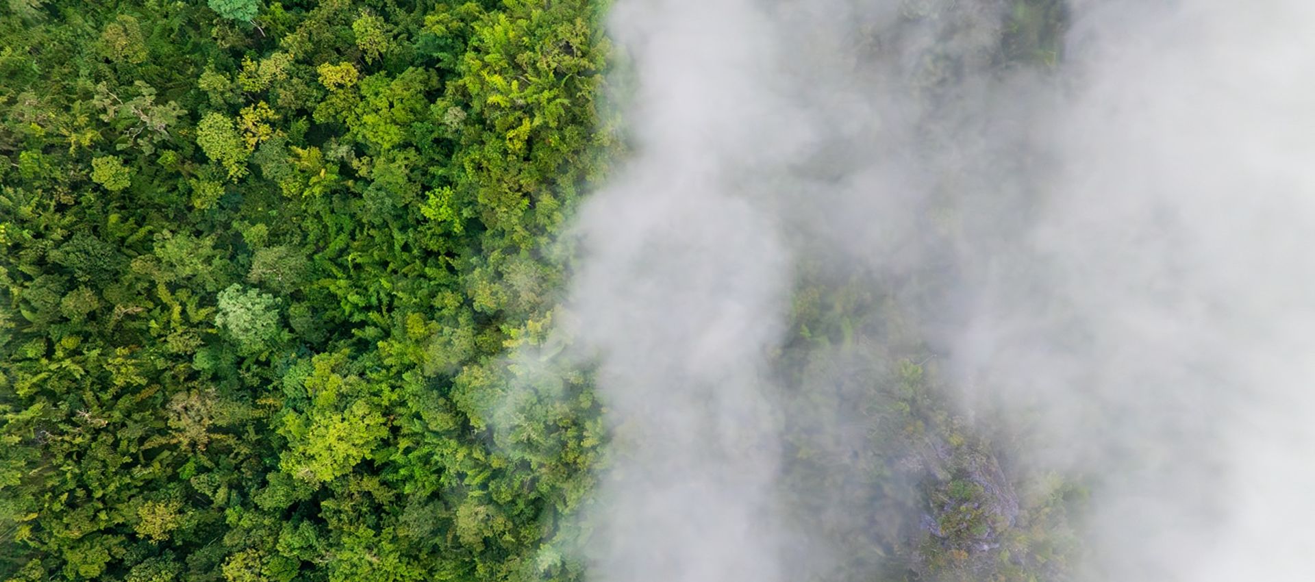 vue aérienne d'une forêt, avec des nuages la survolant.