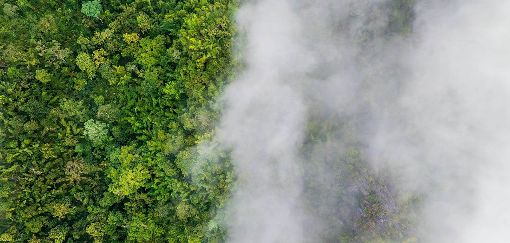 Aerial view of dense green forest, partially covered by white clouds