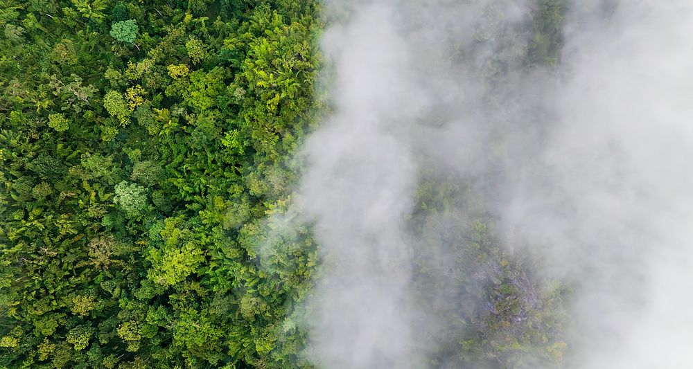 Luftaufnahme eines dichten grünen Waldes, teilweise von weißen Wolken bedeckt