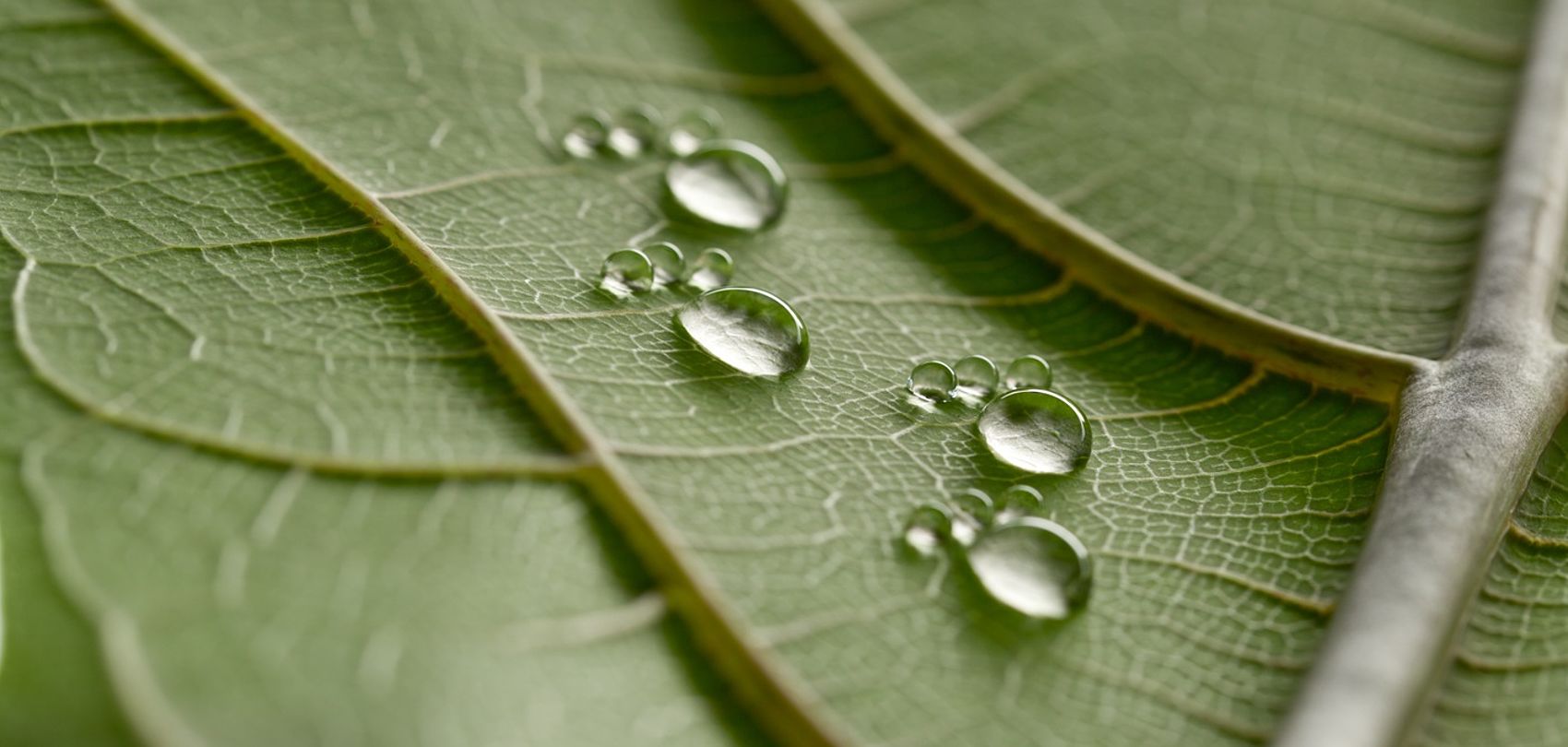 feuille verte avec des gouttes d'eau